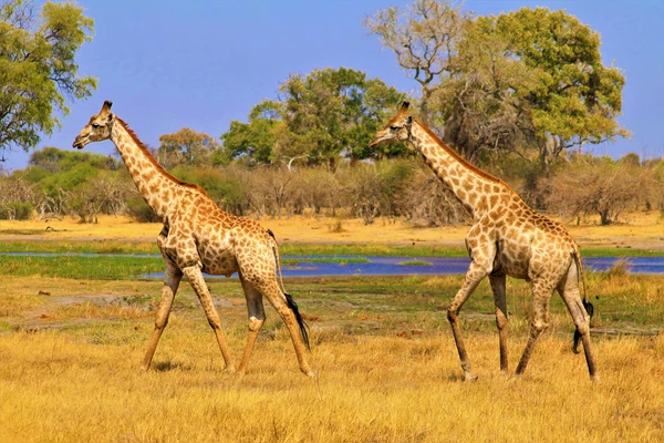Border Crossings in Botswana