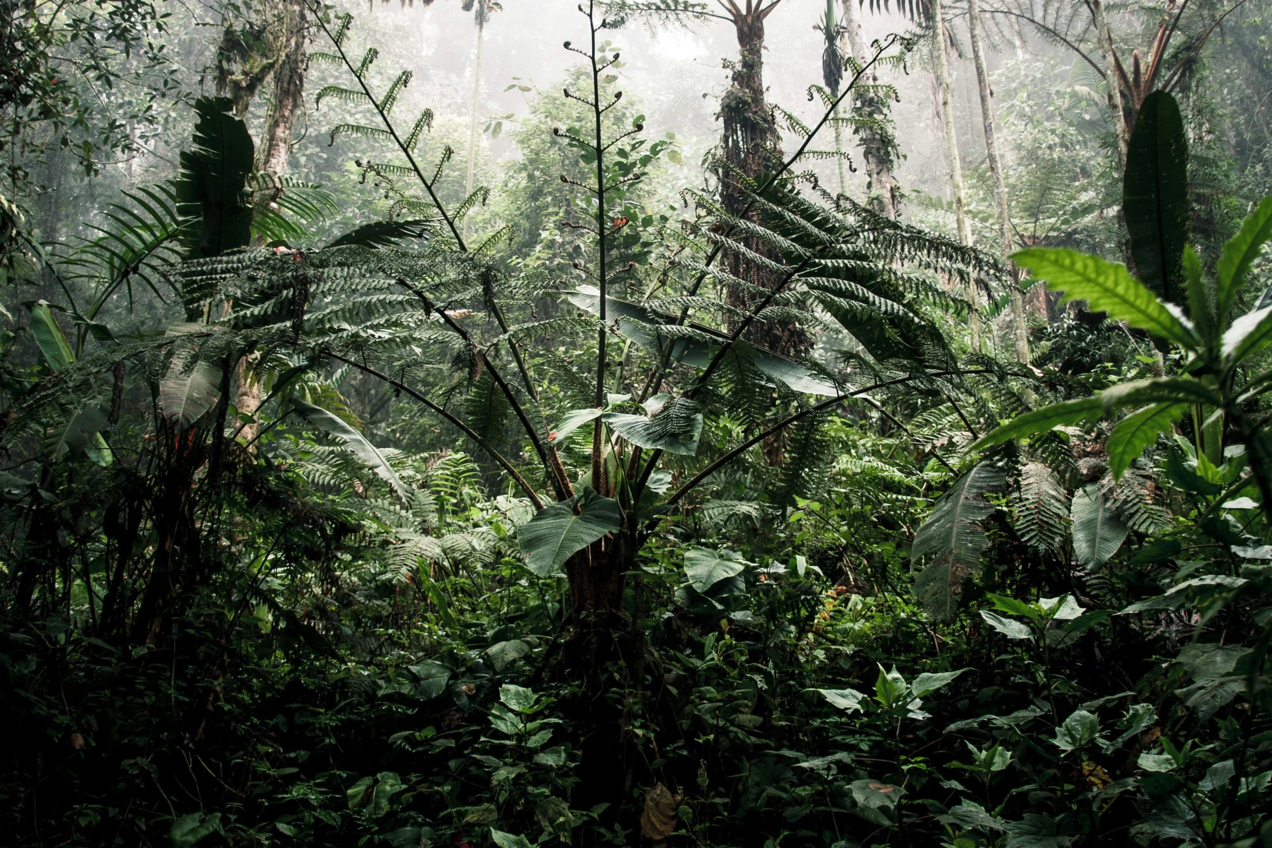The Darien Gap